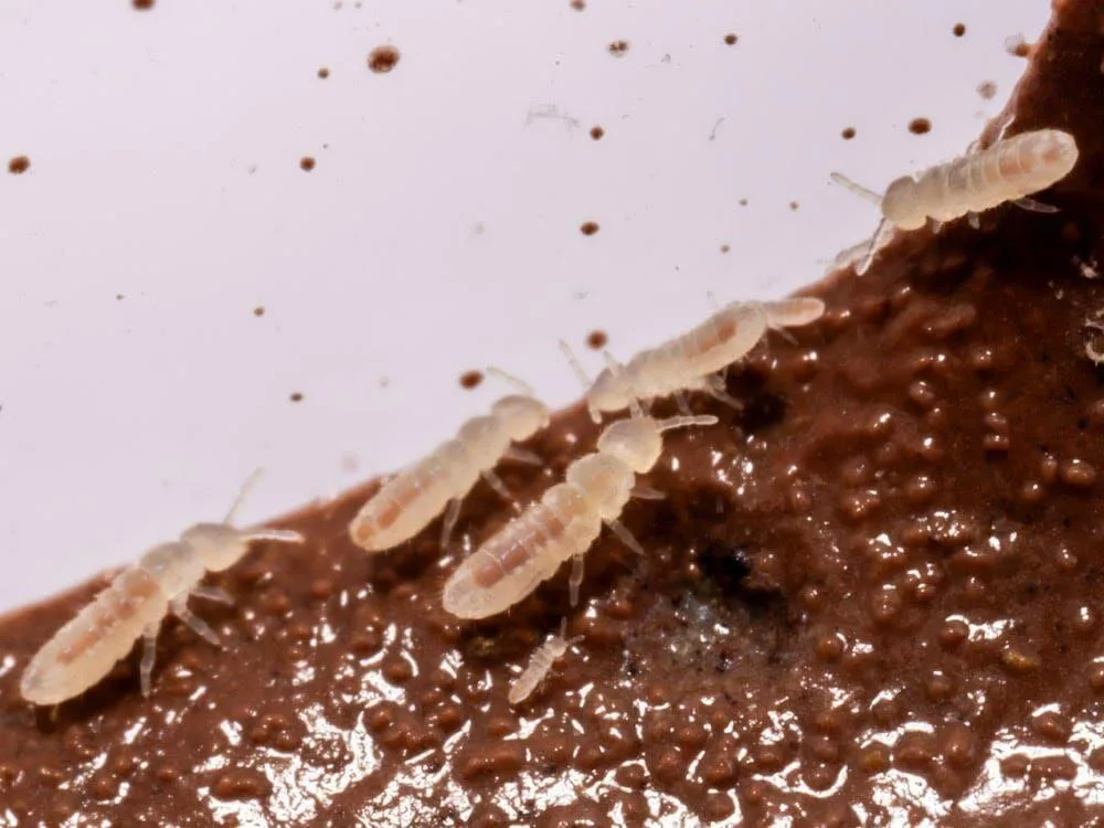 Temperate White Springtail Starter Culture (Folsomia Candida) - Image 2