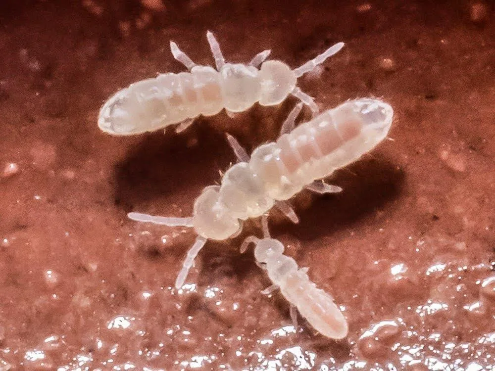 Temperate White Springtail Starter Culture (Folsomia Candida)