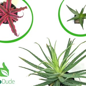Terra Aranea Desert Basic Plant Kit