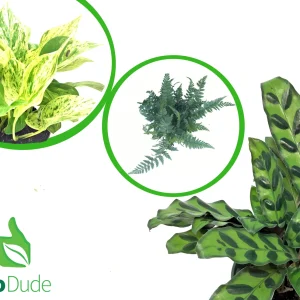 Terra Aranea Tropical Basic Plant Kit