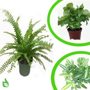 Terra Firma Basic Plant Kit