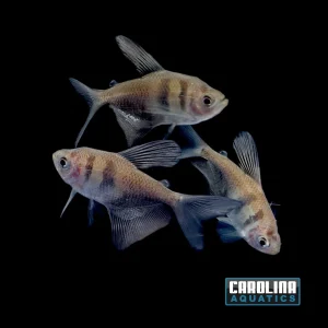 Tetra - Black Longfin