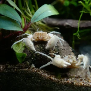 Thai Micro Crabs