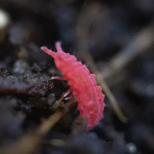 Thai Red Springtails 10ct. (Lobella sp.)