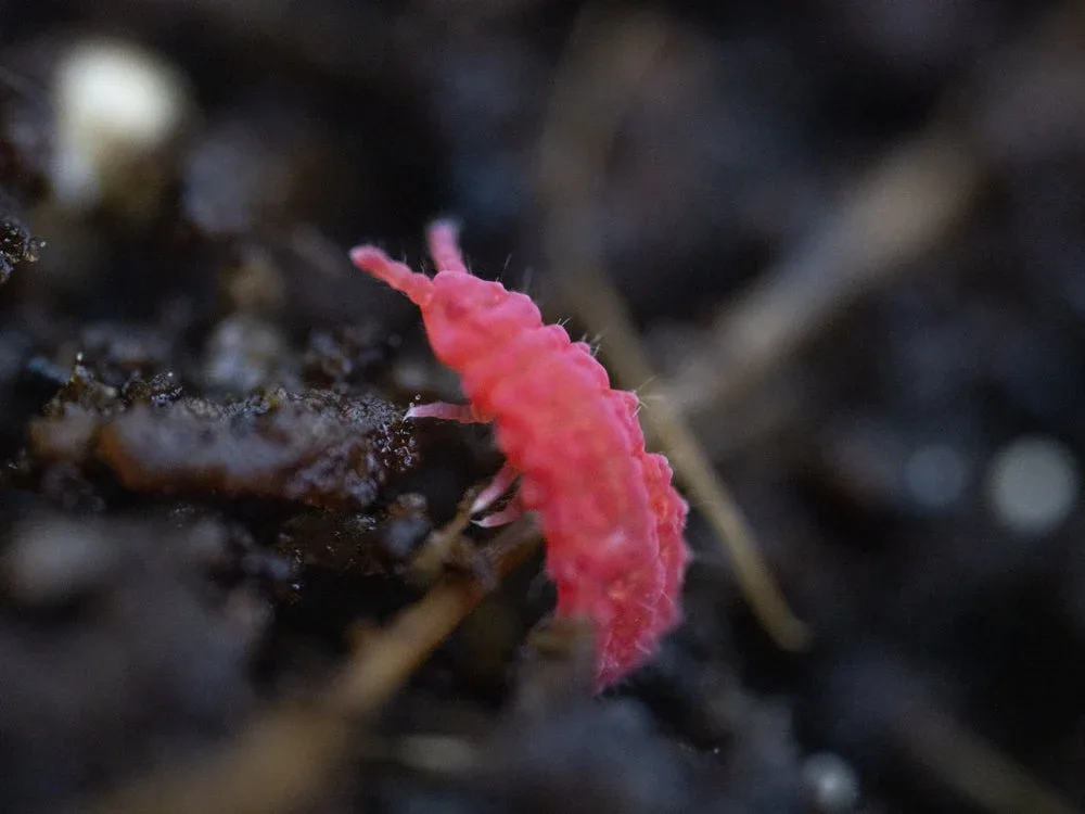 Thai Red Springtails 10ct. (Lobella sp.)