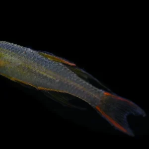 Threaded Fin Dwarf Rainbow Fish