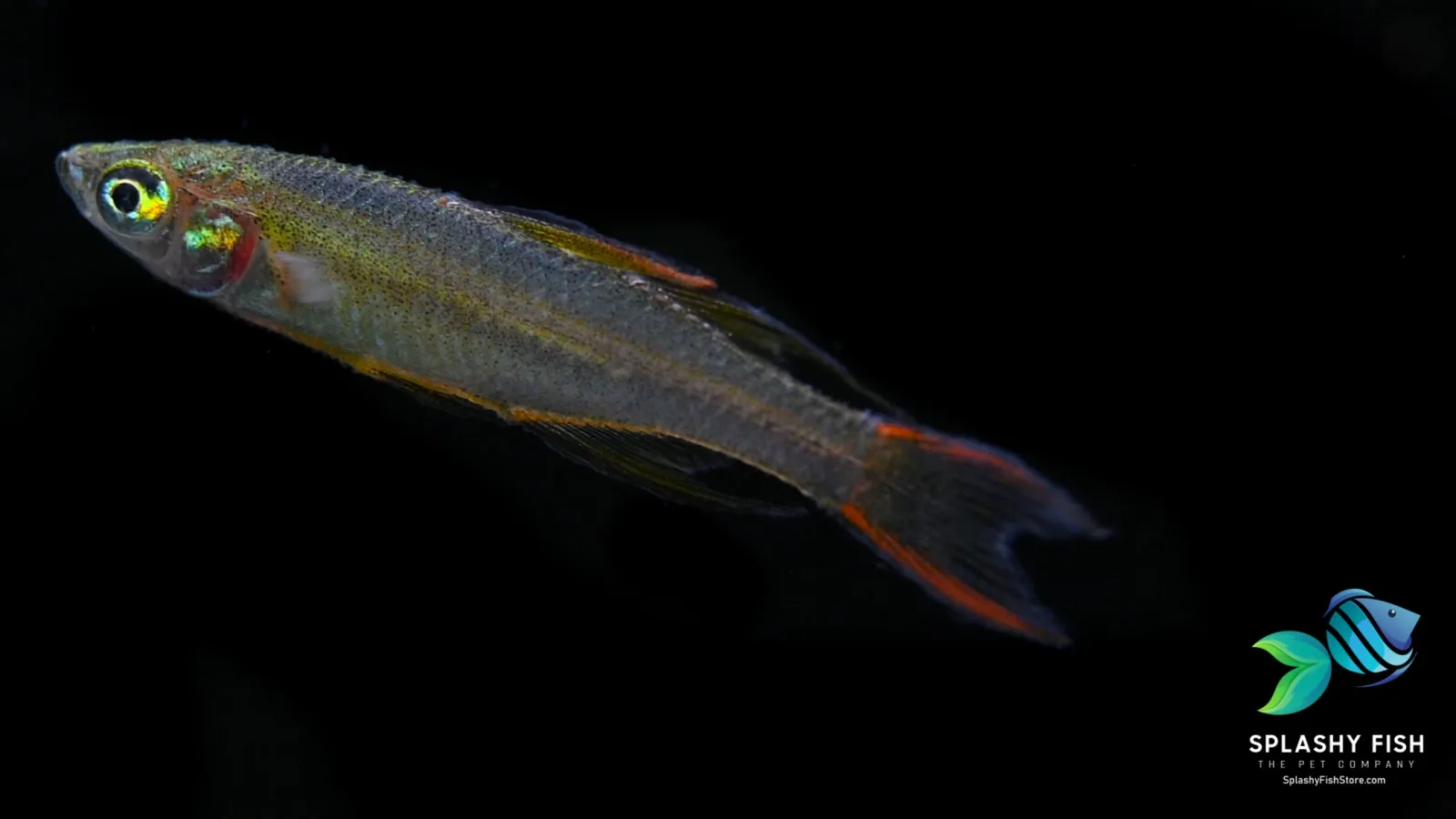 Threaded Fin Dwarf Rainbow Fish - Image 2
