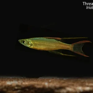 Threadfin Rainbowfish