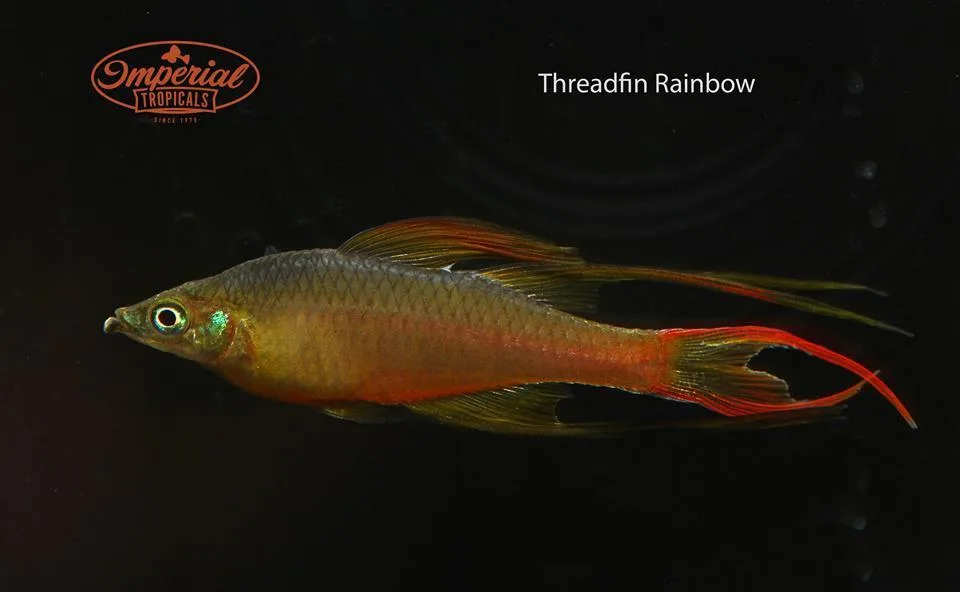 Threadfin Rainbowfish - Image 2