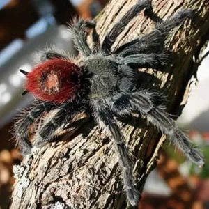 Thrixopelma ockerti – Peruvian Flame Rump Tarantula | Stunning Colorful New World Species | Live Arrival Guarantee | TDE