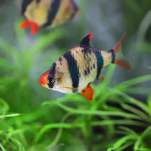 Tiger Barb Fish (Puntigrus Tetrazona)