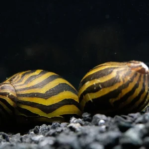 Tiger Nerite Snail