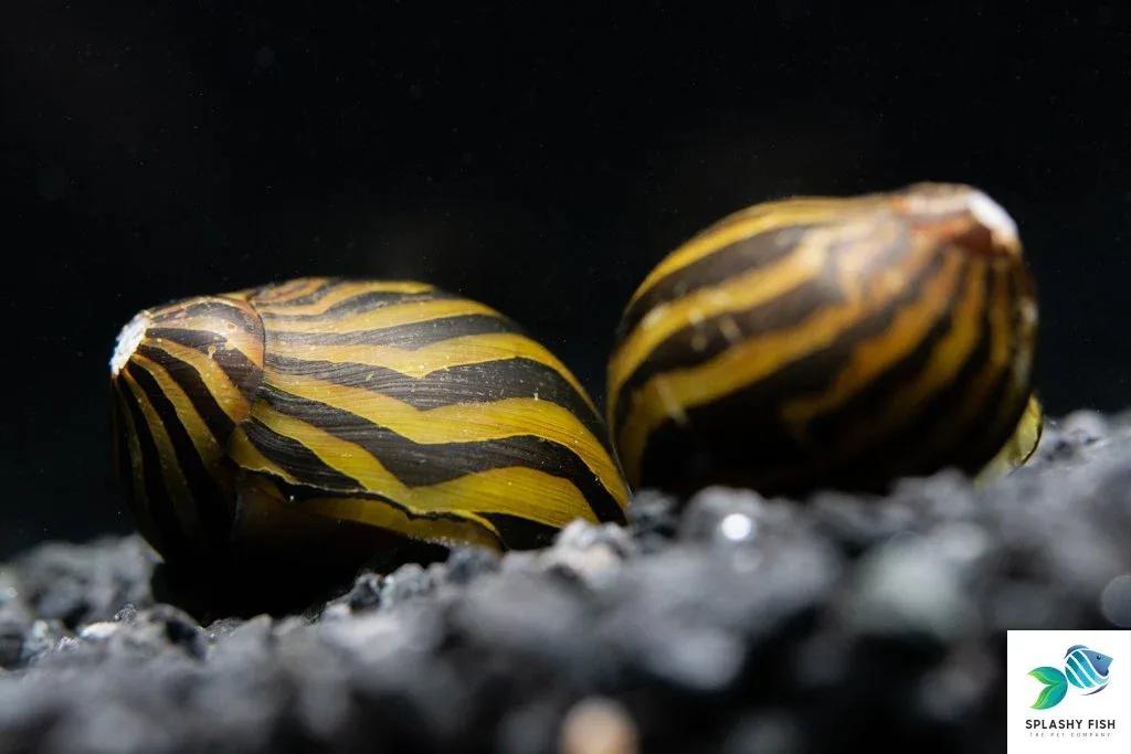 Tiger Nerite Snail - Image 2