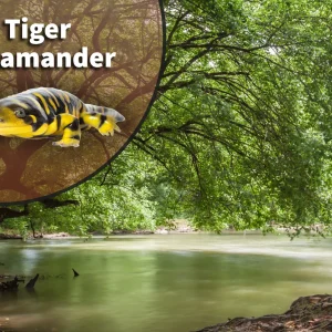 Tiger Salamander (Ambystoma tigrinum) Bioactive Vivarium Kit