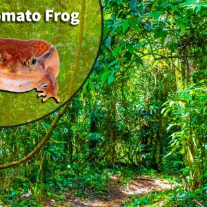 Tomato Frog (Dyscophus species) Bioactive Vivarium Kit