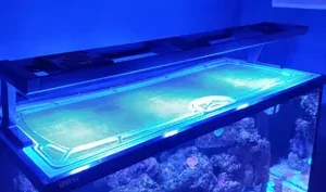 Top-Lids MAX Nano poly
