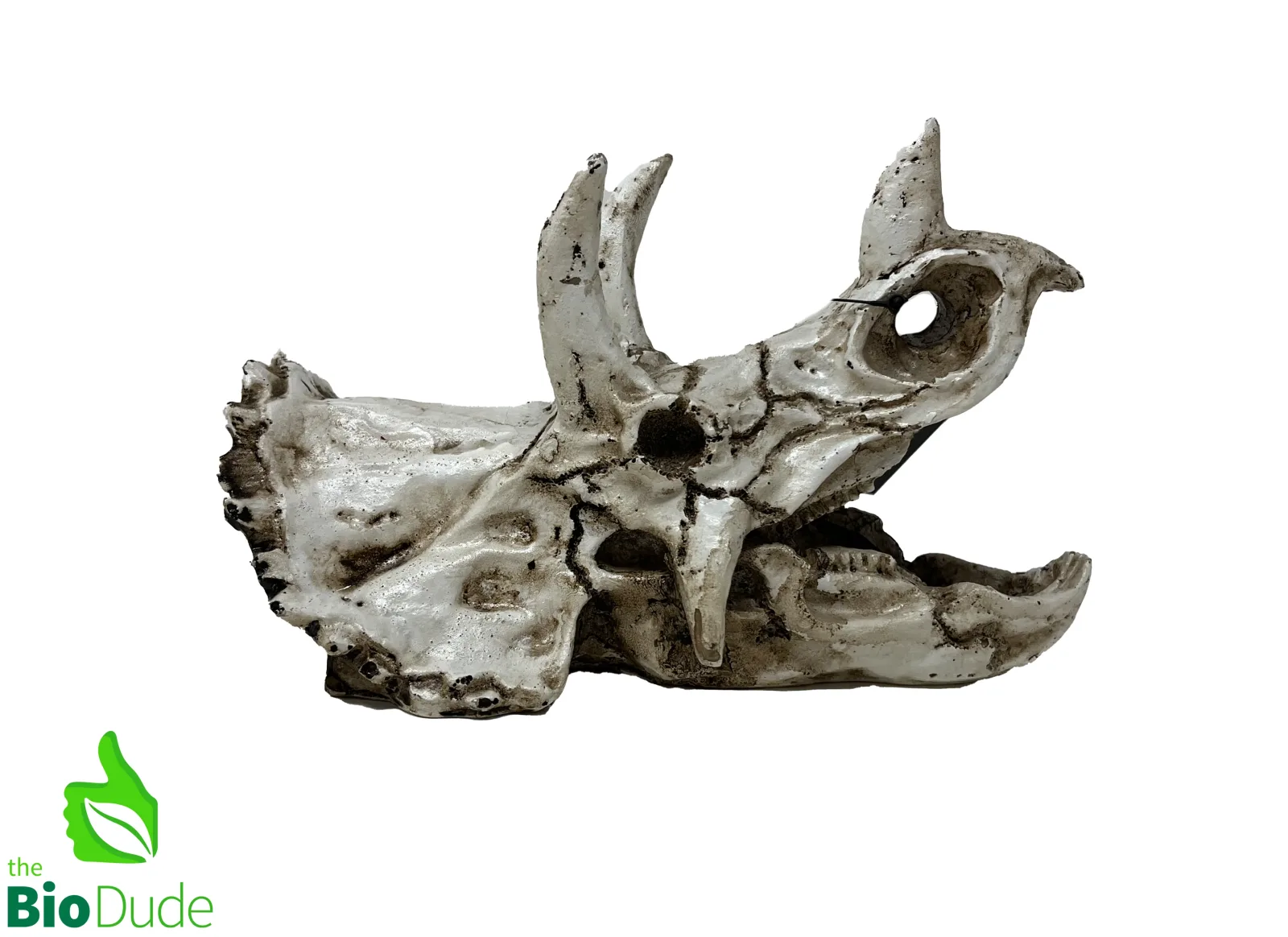 Triceratops Dino Decor for Bioactive Terrariums