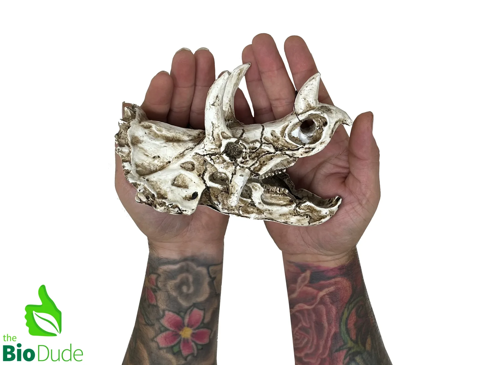 Triceratops Dino Decor for Bioactive Terrariums - Image 2