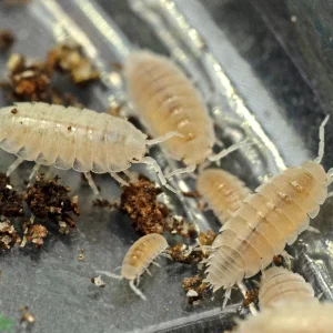 Trichorhina tomentosa "Dwarf White" Isopods FREE SHIPPING