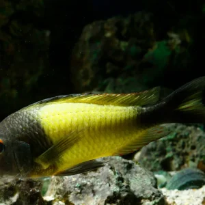 Tropheus moorii Ikola Kaiser African Cichlids