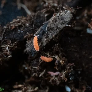 Tropical Orange Springtails (Yuukianura aphoruroides) - 8 ounce container FREE SHIPPING