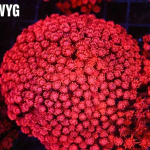 ULTRA Red Goniopora Colony WYSIWYG - SAQ Coral Farm
