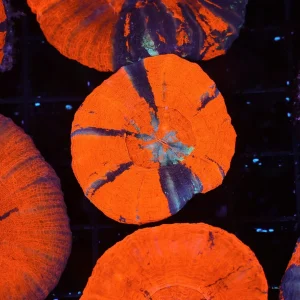 Ultra War Paint Scolymia WYSIWYG - SAQ Coral Farm