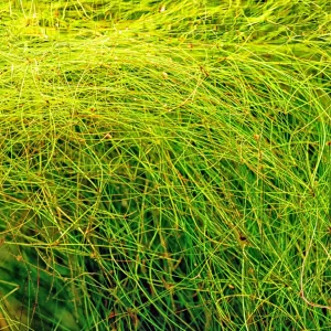 Umbrella Tall Hairgrass (Eleocharis vivipara)