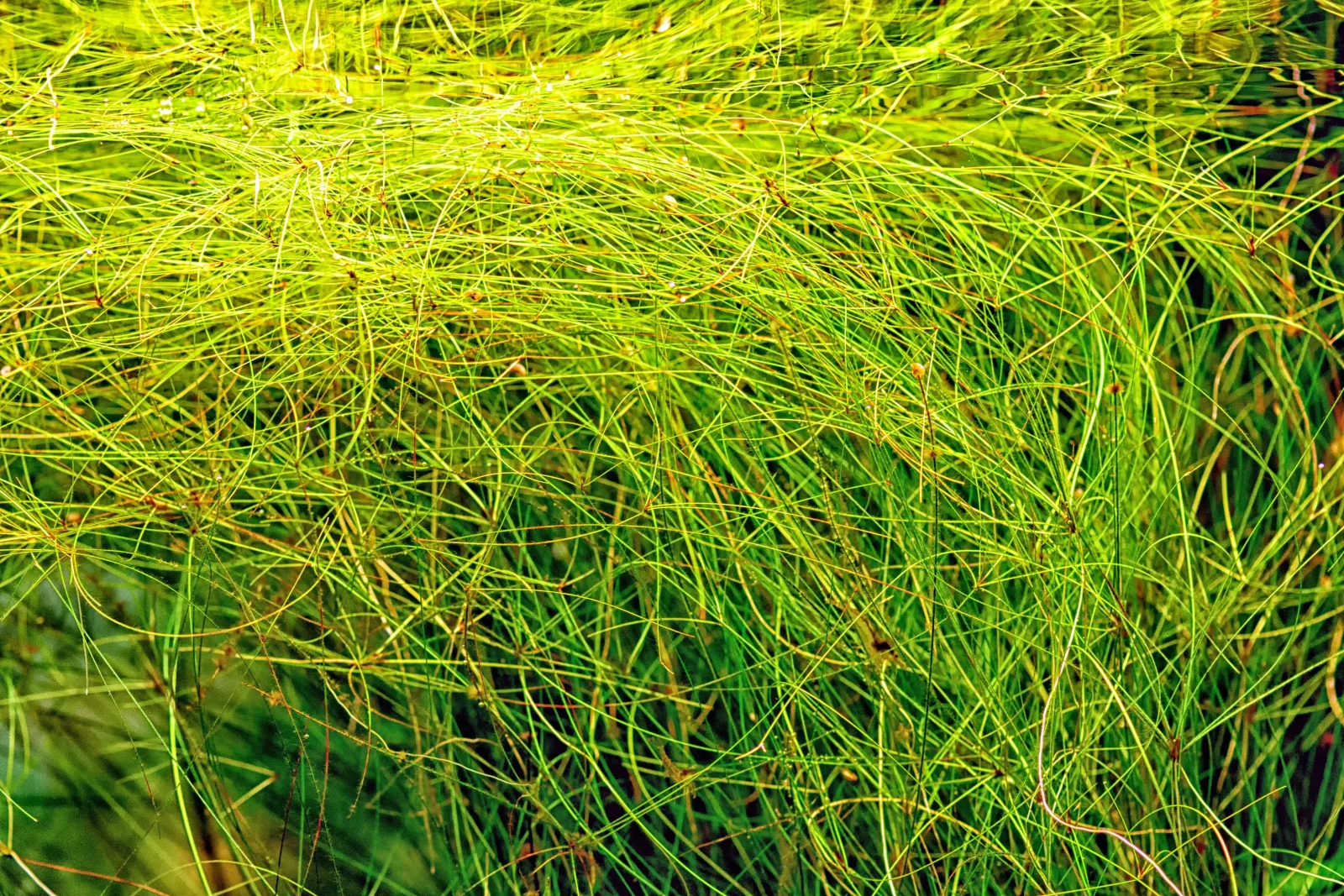 Umbrella Tall Hairgrass (Eleocharis vivipara)
