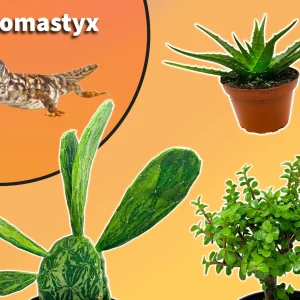 Uromastyx Starter Plant Pack