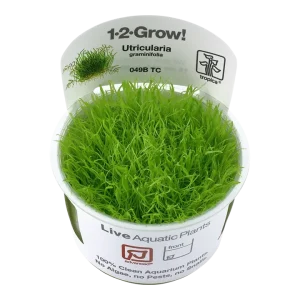 Utricularia graminifolia Tissue Culture by Tropica