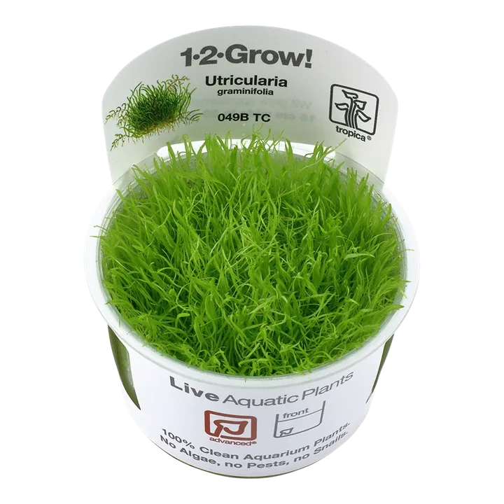 Utricularia graminifolia Tissue Culture by Tropica