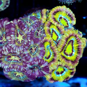 Utter Confusion Asian Acan Colony WYSIWYG - SAQ Coral Farm
