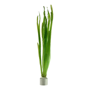Vallisneria Natans