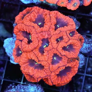 Vampire Blastomussa Colony WYSIWYG - SAQ Coral Farm