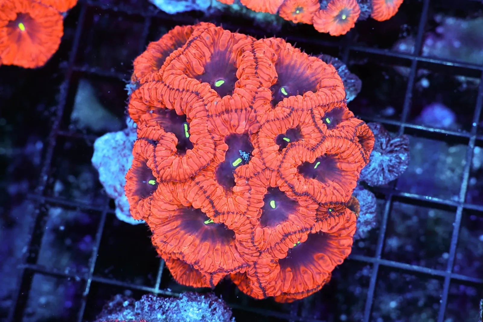Vampire Blastomussa Colony WYSIWYG - SAQ Coral Farm