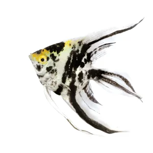Veiltail Tricolor Angelfish