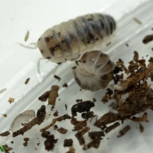 Venezillo parvus "Dalmatian" Isopods FREE SHIPPING