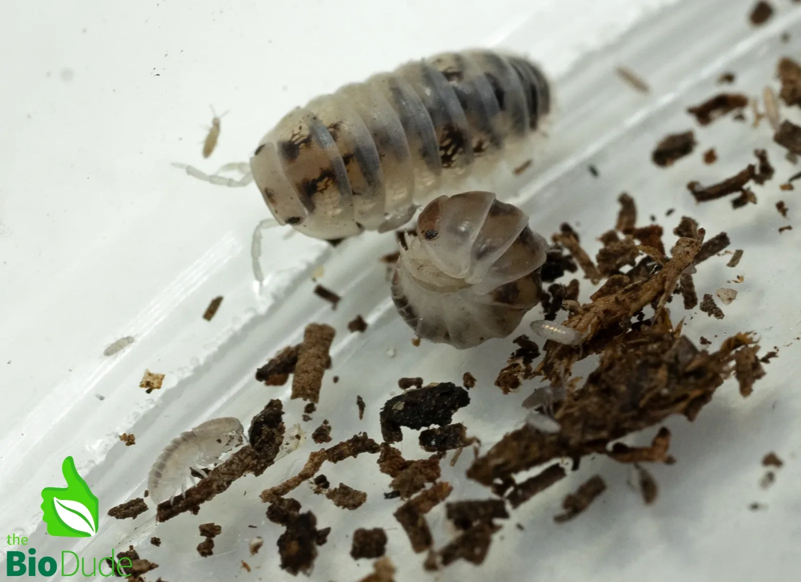 Venezillo parvus "Dalmatian" Isopods FREE SHIPPING