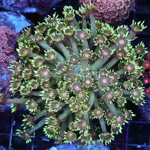Venus Fly Trap Goniopora Coral Colony WYSIWYG - SAQ Coral Farm