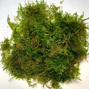 Vesicularia dubyana 'Christmas' Tissue Culture by Tropica