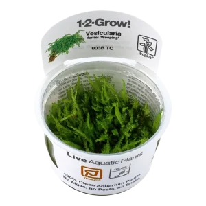 Vesicularia ferriei 'Weeping' Tissue Culture by Tropica