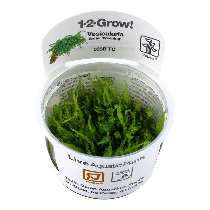 Vesicularia ferriei 'Weeping' Tissue Culture by Tropica