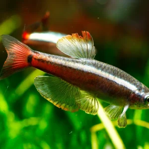 Vietnamese Cardinal Minnow (Tanichthys micagemmae)