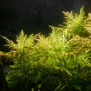 Water Sprite Aquatic Plant
