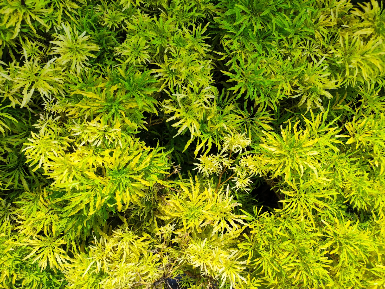 Water Wisteria Aquatic Plant - Image 2