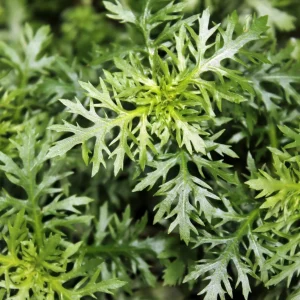 Water Wisteria Aquatic Plant