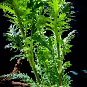 Water Wisteria (Hygrophila difformis)