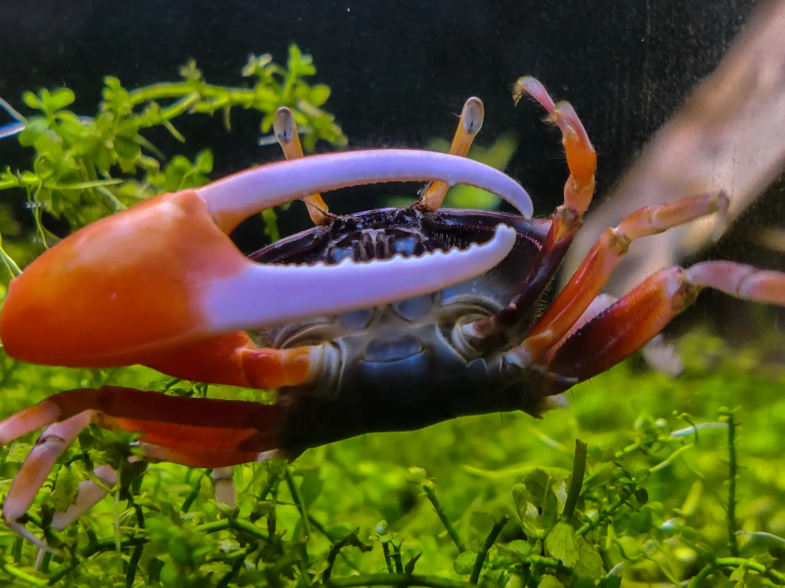 Watermelon Fiddler crab - Image 2