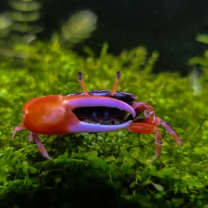 Watermelon Fiddler crab